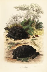 Aldabra kæmpeskildpadde, Aldabrachelys gigantea, sårbar