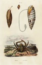 Geringsskaller og grøn klamrende krabbe., 1834-1839 (gravering)