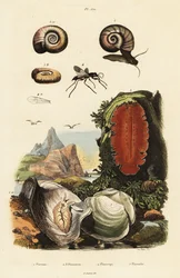Oyster, Spider Wasp og Snail.