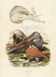 Penneskaller eller viftemuslinger. ,1834-1839 (gravering)