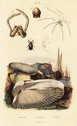 Piddock, musling, bille og edderkop.