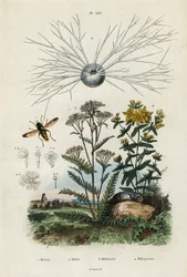 Røllike, perikon, foraminifer og svirreflue., 1834-1839 (gravering)