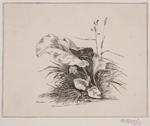 Violinen