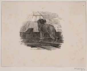 Puddelhunden
