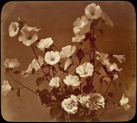 [Blomsterstudie, Sharon-rose]