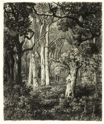 Old Oaks ved Bas Bréau