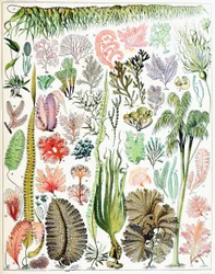Illustration af alger og tang, ca. 1923