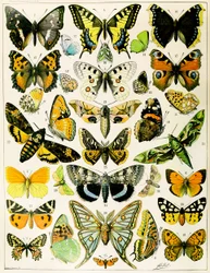 Illustration af sommerfugle og møl ca. 1923 (litho)