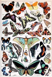 Illustration af sommerfugle og møl c.1923
