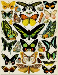 Illustration af sommerfugle og møl, ca. 1923