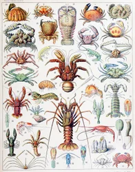 Illustration af krebsdyr c.1923