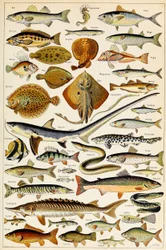 Illustration af spiselige fisk, ca. 1923