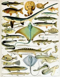 Illustration af fisk ca. 1923 (litho)