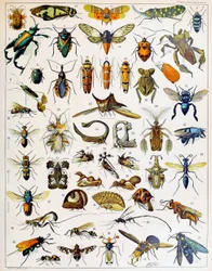 Illustration af insekter c.1923