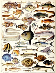 Illustration af marinefisk ca. 1923