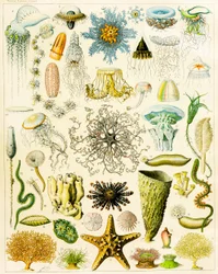 Illustration af marine organismer c.1923