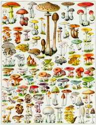 Illustration af svampe, ca. 1923