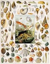 Illustration af muslingeskaller ca. 1923