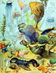Illustration af en undervandsscene ca.1923