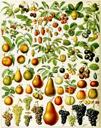 Illustration af frugt ca. 1923