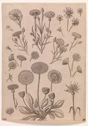 Kornblomster