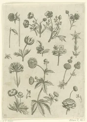 Ranonkels, primula en boterbloemen Florilegium (serietitel)