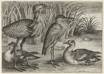Savtakket and, rørdrum, hejre og krikand