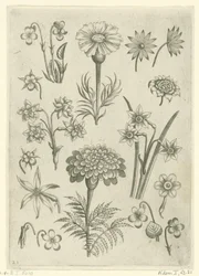 Forskellige blomster, violer og påskeliljer Florilegium (serietitel)