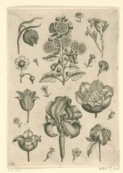 Forskellige blomster, herunder iris og viol Florilegium (serietitel)