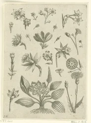 Forskellige blomster, herunder trompetpåskeliljer Florilegium (serietitel)