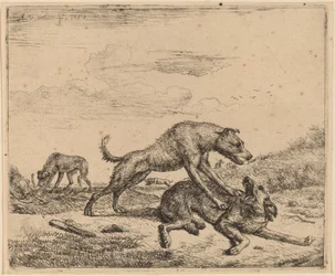 Kamphunde