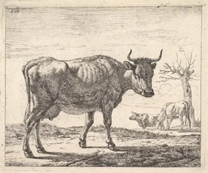 Tre køer.