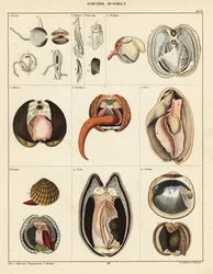 Anatomi af toskallede bløddyr., 1841 (litografi)