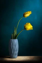 Elegante gule tulipaner