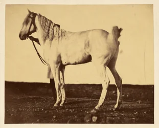 [Hest]