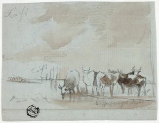 Kvæg i Vand