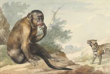 En abe, der sidder på en klippe og ser på en sivet, 1764.