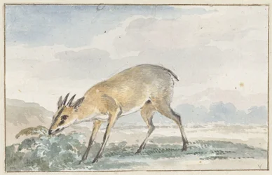 Perlehøns eller Sylvicapra Grimmia