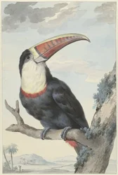 Rødnæbbet Tukan