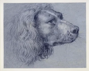 Hovedstudie af en spaniel