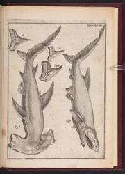 "Kofisk", "Krykkefisk", "Krykkefiskens tænder", fra "Forfængelig spekulation desillusioneret af sanser. Responsivt brev om de forstenede marinelegemer, der findes forskellige terrestriske steder", tavle 28