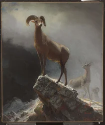 Rocky Mountain Sheep eller Big Horn, Ovis, Montana, ca. 1884