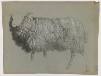 Study of an Ewe, ca. 1855 (grafit, farveblyant og kridt på grågrønt papir)