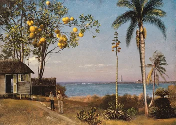 Tropisk scene