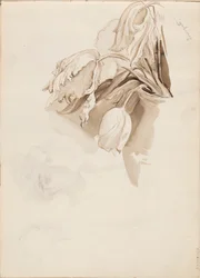 Tulipaner