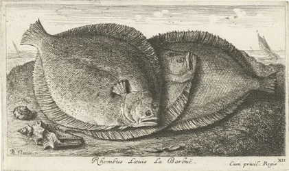 Tre unger på stranden Rhombus Laeuis La Barbuë (titel på objektet) Fisk og andre havdyr - saltvands tredje serie (serietitel) Poissons de mer (serietitel)
