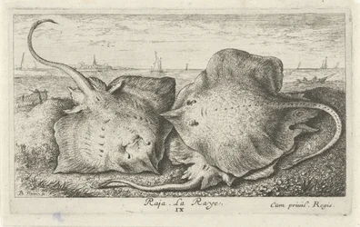 Tre stråler på stranden raja. La Raye. (titel på objekt) Fisk og andre havdyr - saltvands anden serie (serietitel) Poissons de mer (serietitel)