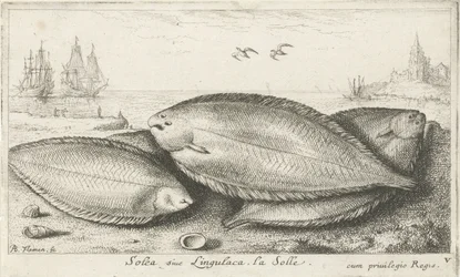 Tre såler på stranden Solea siue Lingulaca. La Solle. (titel på objekt) Fisk og andre havdyr - saltvands tredje serie (serietitel) Poissons de mer (serietitel)