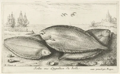 Tre såler på stranden Solea siue Lingulaca. La Solle. (titel på objekt) Fisk og andre havdyr - saltvands tredje serie (serietitel) Poissons de mer (serietitel)