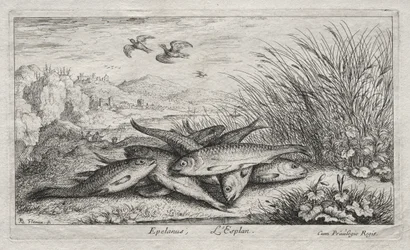 Ferskvandsfisk, del II: Epelanus, L
